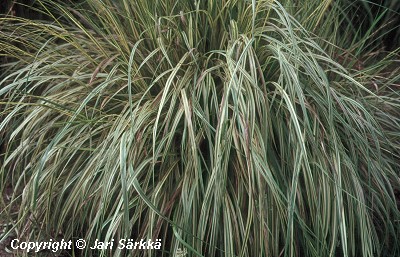 Molinia caerulea 'Variegata'